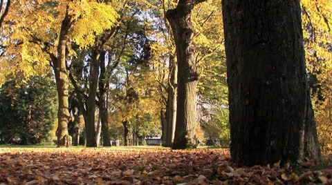 Autumn grove park colorful fall day Stock Footage 24924148