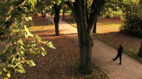 Autumn grove park at sunset man walking crane shot Stock Footage 24924274