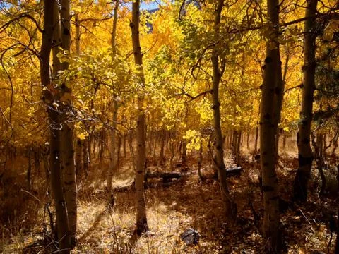 Autumn Grove Stock-Fotos