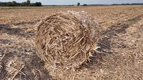 Autumn Harvest, Corn Stalk Bale Stock Footage 284147089