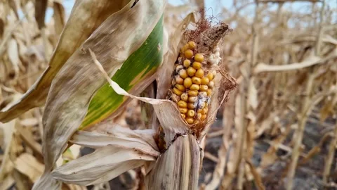Autumn Harvest, Dried Corn Close Up Stock Footage 288832924
