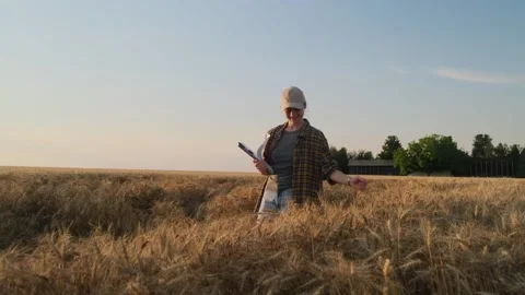 Autumn harvest. Stock-Footage 337893655