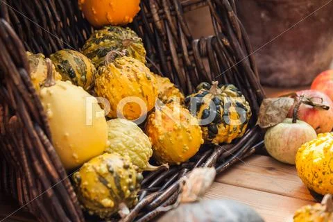 Autumn harvest pumpkin Stock Photos