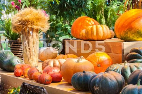 Autumn harvest pumpkin Stock Photos