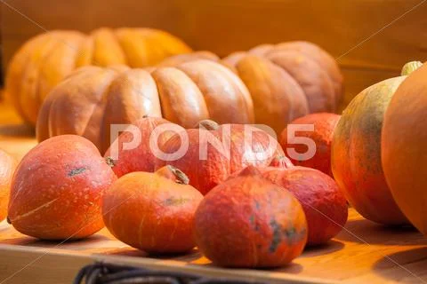 Autumn harvest pumpkin Stock Photos