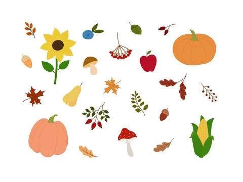 Autumn Harvest Vector Set: Pumpkins, Leaves, Berries, Sunflower and Mushrooms Stock Illustration