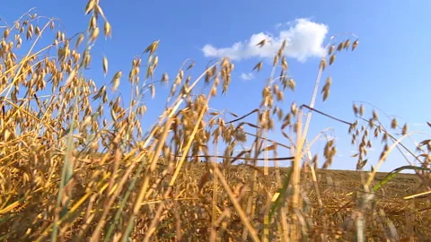 Autumn harvest of wheat. Stock Footage 97552404