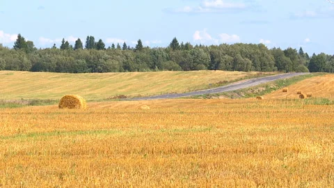 Autumn harvest of wheat. Stock Footage 97553405