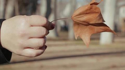 Autumn has arrived Stock Footage 131753108