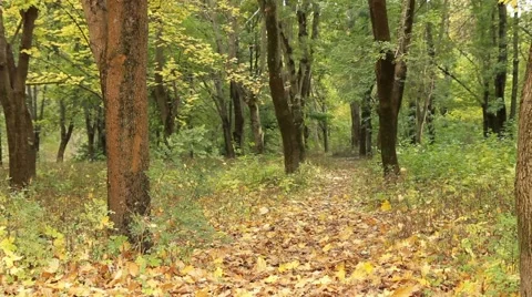 Autumn Has Come Video stock 52559300