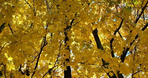 Autumn has come Stock Footage 97996839