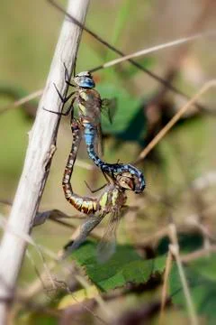 Autumn Hawker - pairing Фото