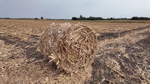 Autumn Hay Bale in Cornfield Stock Footage 284148065