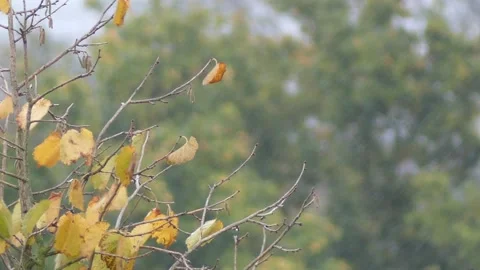 Autumn hazel tree background with rain and wind in october Stock Footage 140838048