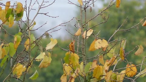 Autumn hazel tree background with rain and wind in october Stock Footage 140838064