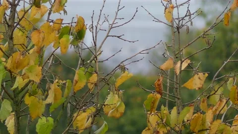 Autumn hazel tree background with rain and wind in october Stock Footage 140840798