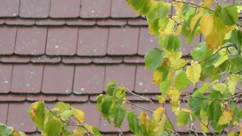 Autumn hazel tree background - rain, wind - in front of a red tiled roof Stock Footage 140844038