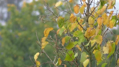 Autumn hazel tree background with rain and wind in october Stock Footage 140844047