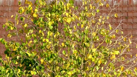 Autumn hazel tree background, wind - golden leaves - red tiled roof Stock Footage 140970362