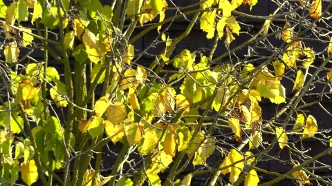 Autumn hazel tree background, wind - golden leaves - dark tiled roof Stock Footage 141311512