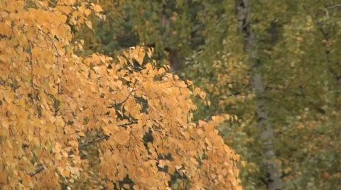 Autumn HD background Video stock 303727