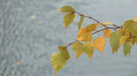 Autumn HD background Video stock 303738