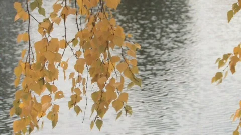 Autumn HD background Video stock 303742