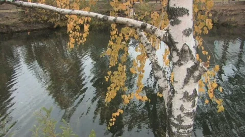 Autumn HD background Video stock 303756