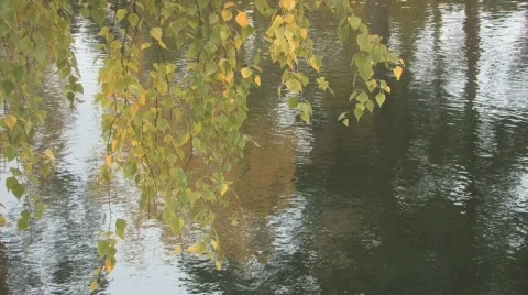 Autumn HD background  Video stock 303854