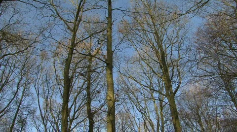 Autumn HD Stock Footage 379871