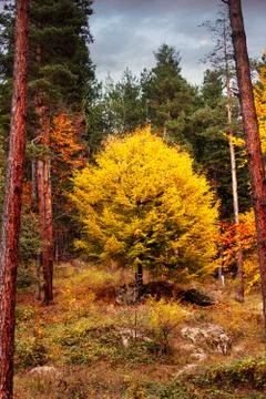 Autumn hdr Stock Photos