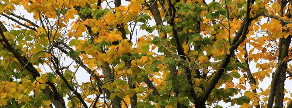 Autumn header, multi colored beech leaves. Stock Photos