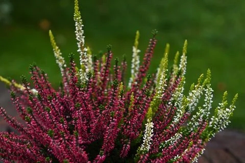 Autumn heather Foto stock