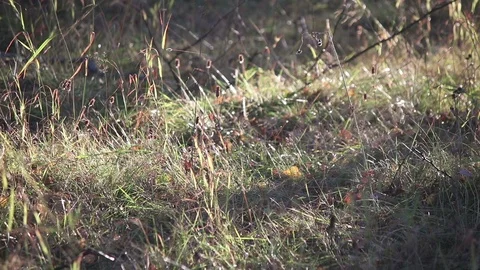 Autumn herbs background 動画素材 102689447