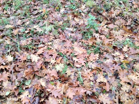 Autumn Is Here.JPG Stock Photos