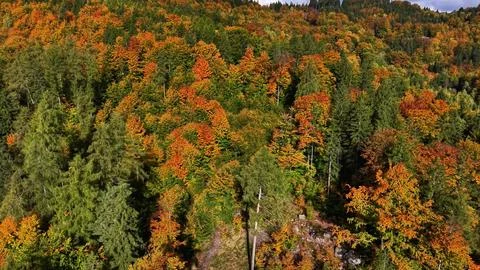 Autumn hillside with distant trees, vibrant fall landscape featuring broad Stock Photos