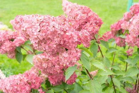 Autumn hydrangea flower. Stock Photos