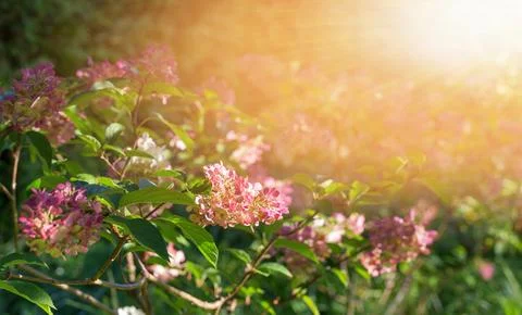 Autumn hydrangea flower in the rays of sunlight. Autumn background Stock Photos