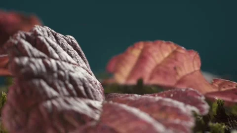 Autumn hydrangea leaves lying on moss. Macro shot. Video stock 293928056