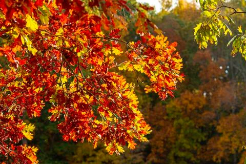 Autumn image featuring image of a maple tree branch with vibrant colored leaves Stock Photos