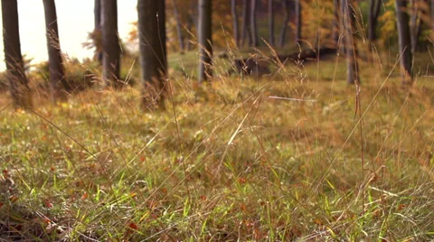 Autumn Impression Of A Glade With Falling Leafs - Slow Motion Stock Footage 37208012
