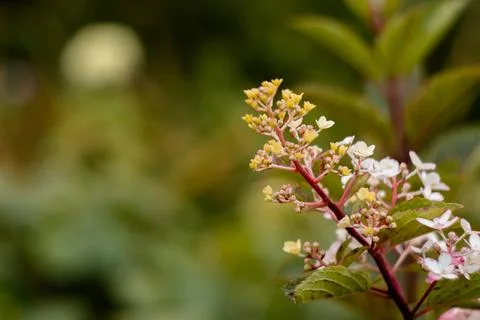 Autumn inflorescence of hydrangea paniculata close-up with pink and white Stock Photos