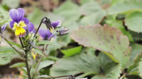 Autumn, insects. An ant climbs up the stem of a forget-me-not flower. Video stock 219950432