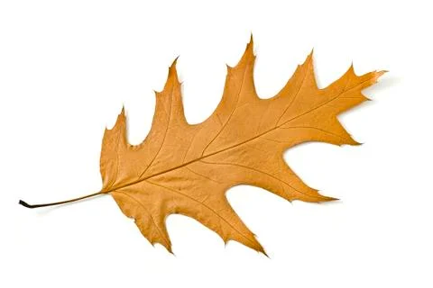 Autumn. isolated maple leaf Stock Photos