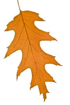 Autumn. isolated maple leaf Stock Photos