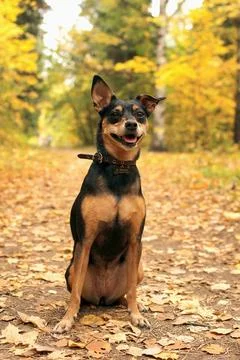 Autumn Joy Foto stock