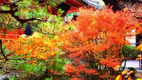 Autumn in Kyoto, maple and pine trees in Bishamondo in autumn foliage season Stock Footage 258972103