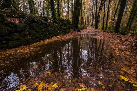 Autumn in La Fageda D En Jorda Forest, La Garrotxa, Spain Stock Photos