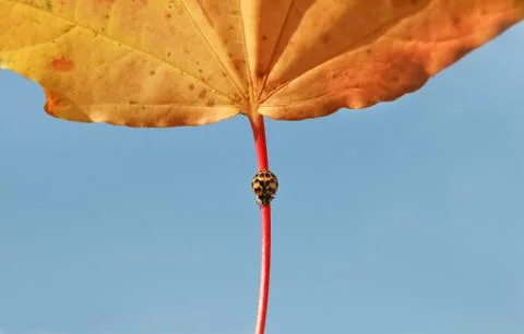 Autumn ladybug Stock Photos