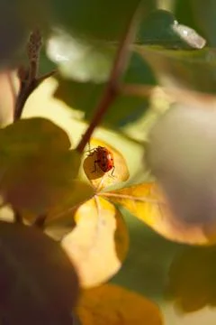 Autumn Ladybug Stock Photos